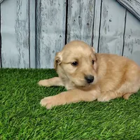 Nolan, a male Golden Retriever for sale in Woodburn, IN – Photo 2 of 4