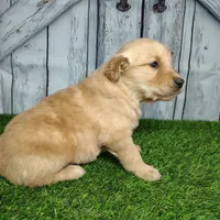 Nolan, a male Golden Retriever for sale in Woodburn, IN – Photo 4 of 4
