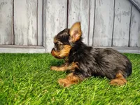 Vera, a female Yorkshire Terrier for sale in Woodburn, IN – Photo 5 of 5