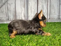 Vera, a female Yorkshire Terrier for sale in Woodburn, IN – Photo 2 of 5