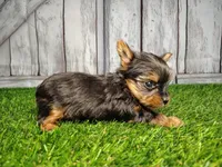 Vera, a female Yorkshire Terrier for sale in Woodburn, IN – Photo 3 of 5