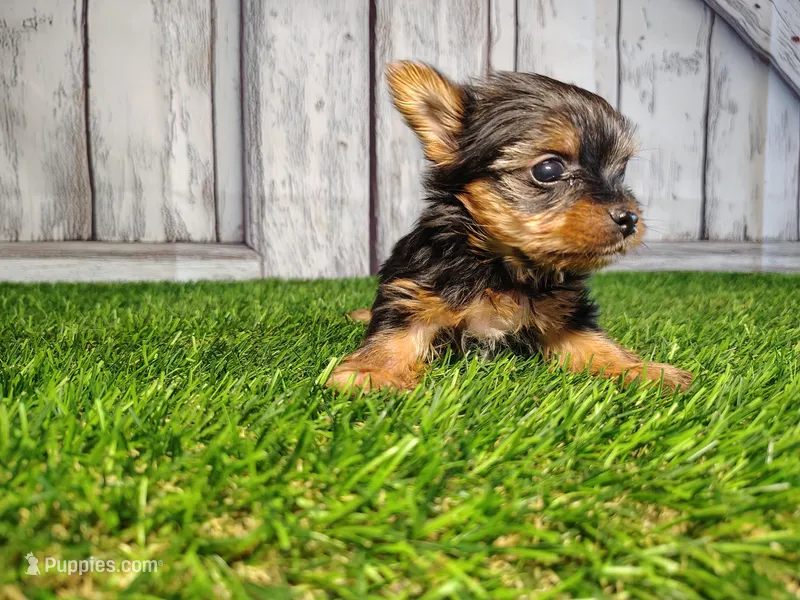 Vera – Yorkshire Terrier puppy for sale in Woodburn, IN