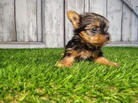 Vera, a female Yorkshire Terrier for sale in Woodburn, IN – Photo 1 of 5