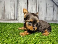 Vera, a female Yorkshire Terrier for sale in Woodburn, IN – Photo 4 of 5