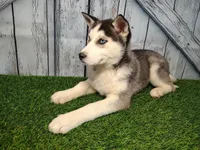 Sierra, a female Siberian Husky for sale in Woodburn, IN – Photo 3 of 3