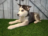 Sierra, a female Siberian Husky for sale in Woodburn, IN – Photo 2 of 3