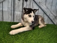 Sierra, a female Siberian Husky for sale in Woodburn, IN – Photo 1 of 3