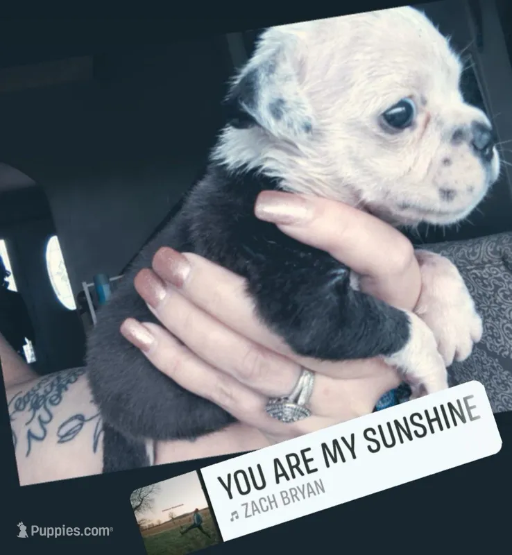 Lettie – Olde English Bulldogge puppy for sale in Woodburn, IN