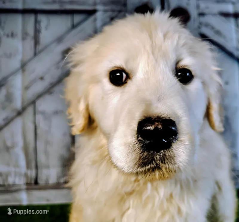 Sugar  – English Cream Golden Retriever puppy for sale in Woodburn, IN
