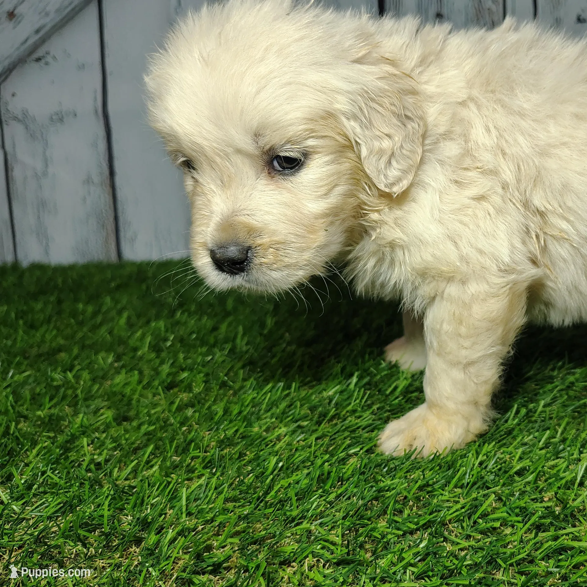 Sugar , a female English Cream Golden Retriever for sale in Woodburn, IN – Photo 2 of 2