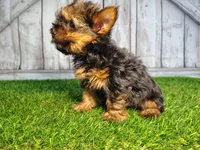 Veda, a female Yorkshire Terrier for sale in Woodburn, IN – 2 of 4