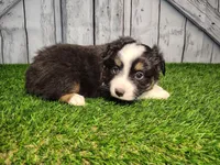 Aiden , a male Miniature Australian Shepherd for sale in Woodburn, IN – Photo 3 of 4