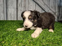 Ace, a male Miniature Australian Shepherd for sale in Woodburn, IN – Photo 5 of 5