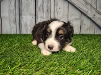Aiden , a male Miniature Australian Shepherd for sale in Woodburn, IN – Photo 1 of 4