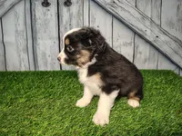 Aiden , a male Miniature Australian Shepherd for sale in Woodburn, IN – Photo 2 of 4