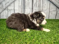 Ace, a male Miniature Australian Shepherd for sale in Woodburn, IN – Photo 4 of 5