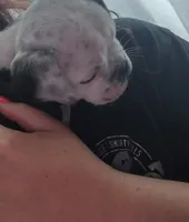 Lettie, a female Olde English Bulldogge for sale in Woodburn, IN – 5 of 10