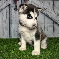 Snow, a female Siberian Husky for sale in Woodburn, IN – Photo 5 of 6