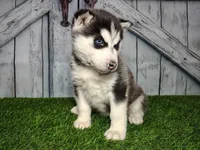 Snow, a female Siberian Husky for sale in Woodburn, IN – Photo 5 of 6