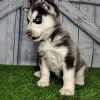 Snow, a female Siberian Husky for sale in Woodburn, IN – Photo 6 of 6