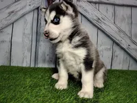 Snow, a female Siberian Husky for sale in Woodburn, IN – Photo 6 of 6