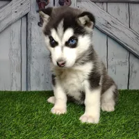 Snow, a female Siberian Husky for sale in Woodburn, IN – Photo 3 of 6