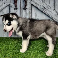Snow, a female Siberian Husky for sale in Woodburn, IN – Photo 2 of 6