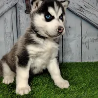 Snow, a female Siberian Husky for sale in Woodburn, IN – Photo 1 of 6
