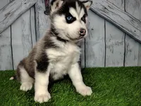 Snow, a female Siberian Husky for sale in Woodburn, IN – Photo 1 of 6