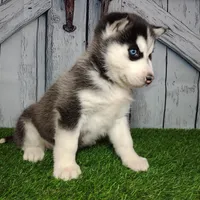 Snow, a female Siberian Husky for sale in Woodburn, IN – Photo 4 of 6