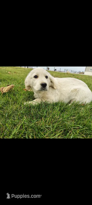 Sasha – English Cream Golden Retriever puppy for sale in Woodburn, IN