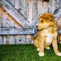 King, a male American Bully and Pomsky for sale in Woodburn, IN – Photo 1 of 2