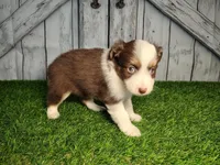 Aspen, a female Miniature Australian Shepherd for sale in Woodburn, IN – Photo 2 of 2