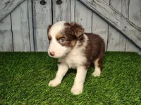 Aspen, a female Miniature Australian Shepherd for sale in Woodburn, IN – Photo 1 of 2