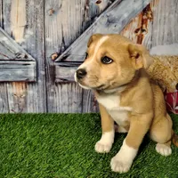 Kate, a female American Bully and Pomsky for sale in Woodburn, IN – Photo 1 of 4