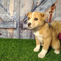 Kate, a female American Bully and Pomsky for sale in Woodburn, IN – Photo 4 of 4