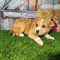 Kate, a female American Bully and Pomsky for sale in Woodburn, IN – Photo 2 of 4