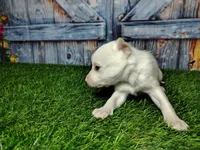 processed/2e0c781c-137b-45e9-b35c-f46ae3b52ab0/listing/66335a2c-3512-4c8f-a080-57068e2852ad/06557a3f-5b07-4854-9ab9-50b115ed3ba6