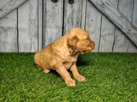 Nala, a female Golden Retriever for sale in Woodburn, IN – Photo 5 of 5