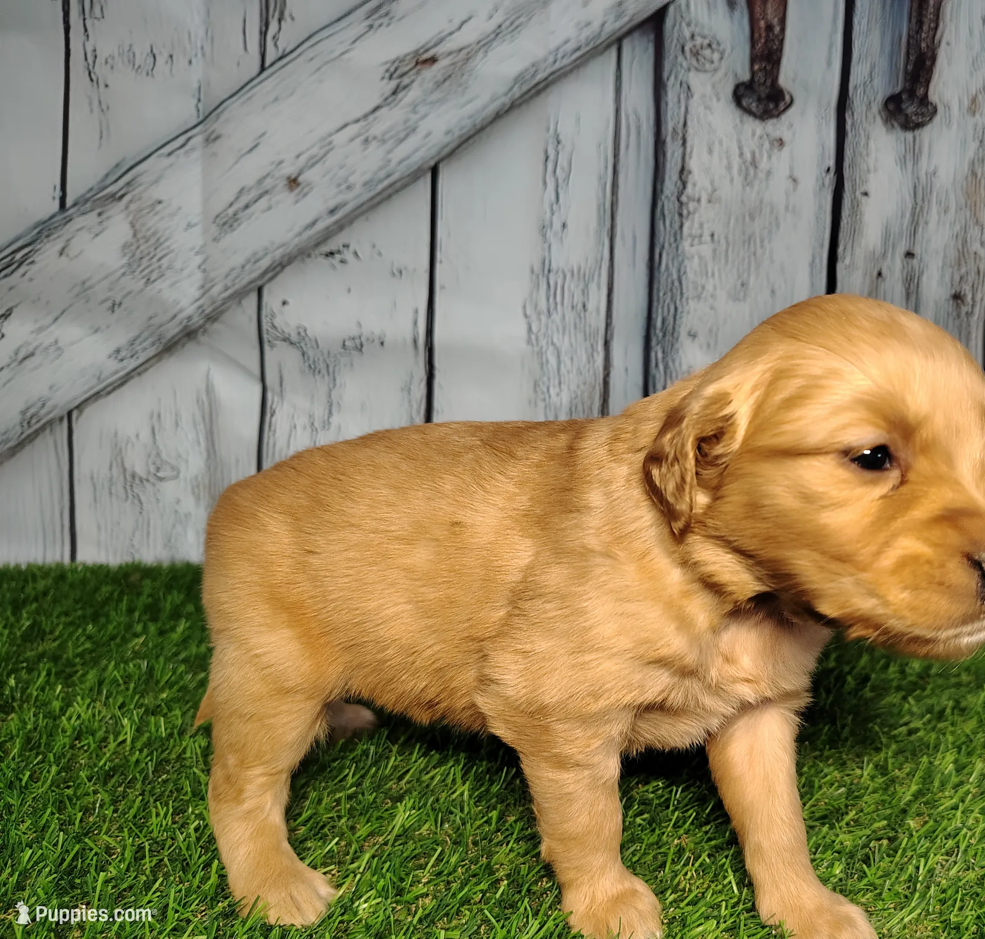 Nala, a female Golden Retriever for sale in Woodburn, IN – Photo 2 of 5