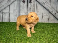 Nala, a female Golden Retriever for sale in Woodburn, IN – Photo 4 of 5