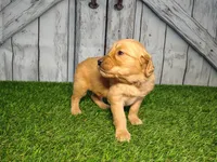 Nala, a female Golden Retriever for sale in Woodburn, IN – Photo 1 of 5
