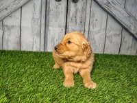 Nala, a female Golden Retriever for sale in Woodburn, IN – Photo 3 of 5