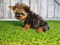 Veda, a female Yorkshire Terrier for sale in Woodburn, IN – 3 of 4