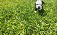 Lettie, a female Olde English Bulldogge for sale in Woodburn, IN – 10 of 10
