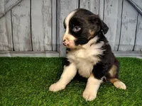 Peach, a female Miniature Australian Shepherd for sale in Woodburn, IN – Photo 3 of 4