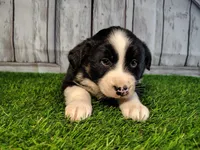 Peach, a female Miniature Australian Shepherd for sale in Woodburn, IN – Photo 2 of 4