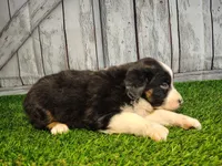 Peach, a female Miniature Australian Shepherd for sale in Woodburn, IN – Photo 4 of 4
