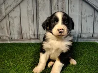 Peach, a female Miniature Australian Shepherd for sale in Woodburn, IN – Photo 1 of 4