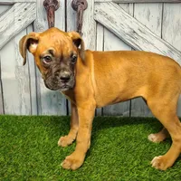 Raven, a female Boxer for sale in Woodburn, IN – Photo 1 of 2